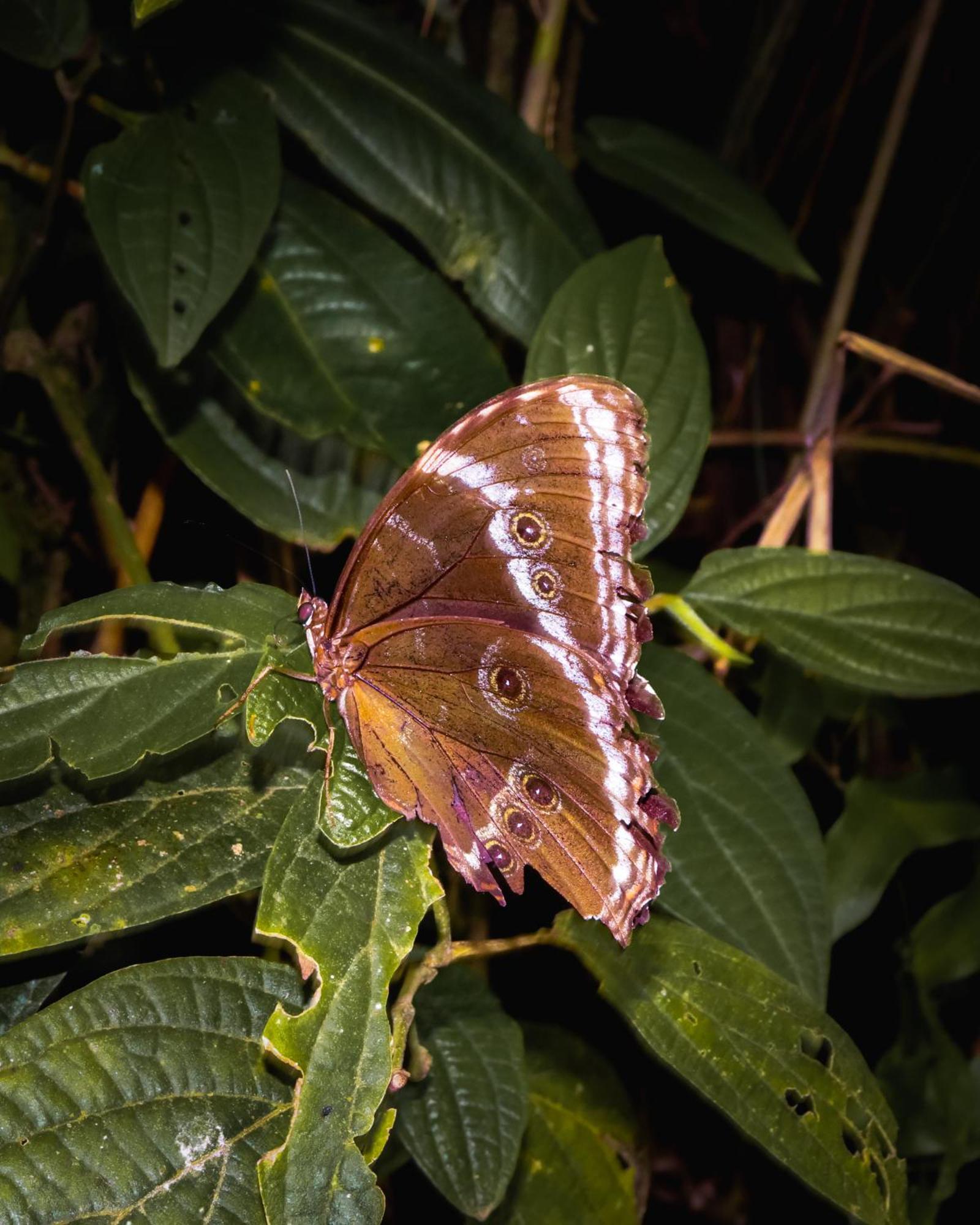 Pousada Velho Chico Vargem Bonita Dış mekan fotoğraf